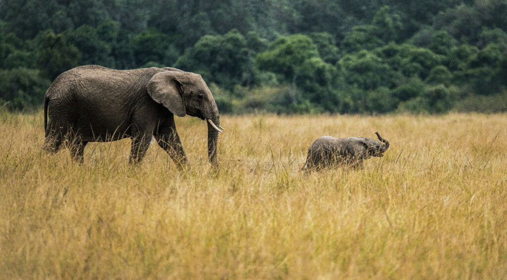 Day Trip to Tarangire